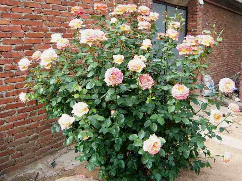 按此在新視窗瀏覽圖片